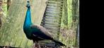 Spalding pauw haan, Dieren en Toebehoren, Vogels | Overige Vogels