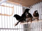 vogels zemeeuwkes - zebravinken, Dieren en Toebehoren, Meerdere dieren, Tropenvogel
