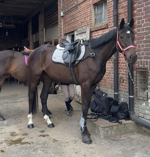 GEZOCHT, spring zadel, Dieren en Toebehoren, Paarden en Pony's | Zadels, Nieuw, Springen, Ophalen of Verzenden