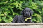 Zwarte Cockapoo puppies, Dieren en Toebehoren, Honden | Niet-rashonden, CDV (hondenziekte), Meerdere, 8 tot 15 weken, Meerdere dieren