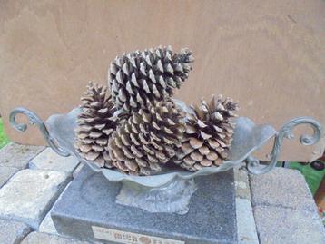 Dennenappels beschikbaar voor biedingen