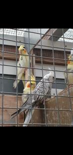 Valkparkieten, Dieren en Toebehoren, Meerdere dieren, Parkiet, Geringd