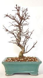 Japanse esdoorn 'Deshojo' bonsai, Tuin en Terras, In pot, Bloeit niet, Halfschaduw, Minder dan 100 cm