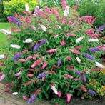 Vlinderstruiken, Tuin en Terras, Ophalen of Verzenden, Struik