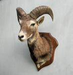 Moeflon Taxidermie - wild schaap, Ophalen of Verzenden, Gebruikt, Wild dier, Gewei of Kop