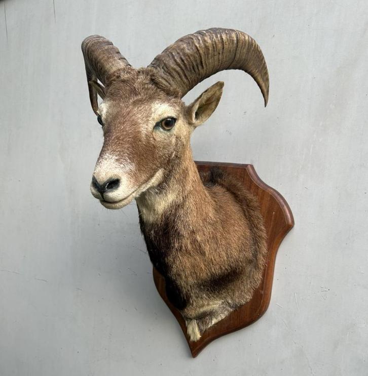 Moeflon Taxidermie - wild schaap, Verzamelen, Dierenverzamelingen, Gebruikt, Gewei of Kop, Wild dier, Ophalen of Verzenden