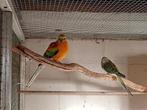 Koppel roodrug parkieten - opaline man, wildkleur pop, Dieren en Toebehoren, Meerdere dieren, Parkiet