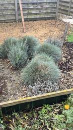 Gratis grassen, Ophalen