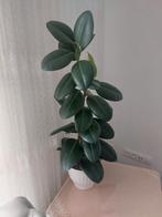 Rubberplant (Ficus Elastica) – 106 cm – Inclusief pot, Huis en Inrichting, Groene kamerplant, Ophalen, Ficus, In pot