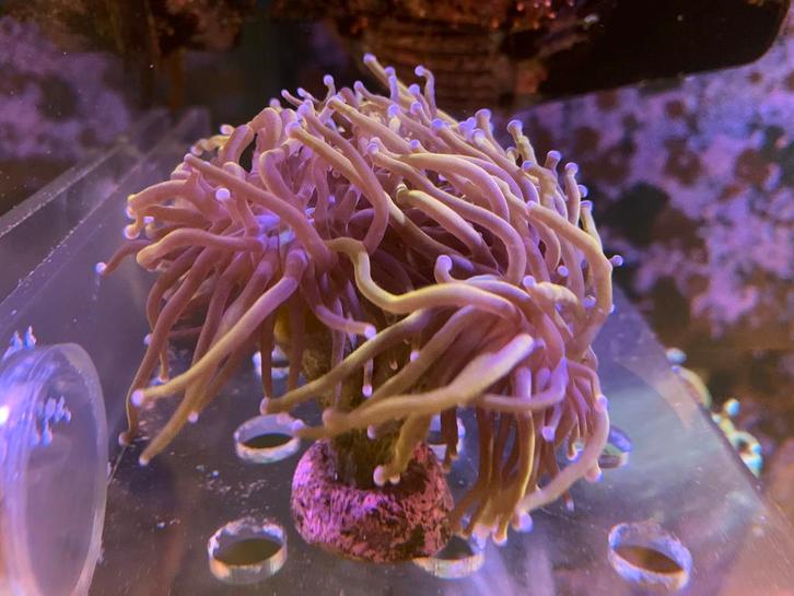 Euphyllia,chalice,montipora,favia, Dieren en Toebehoren, Vissen | Aquariumvissen