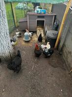 Gratis krielkippen, Animaux & Accessoires, Volatiles