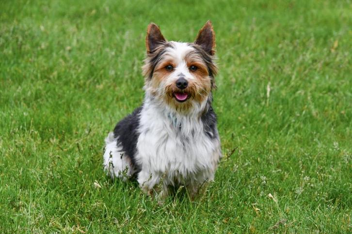 Biewer Yorkshire Terrriër Dekreu, Dieren en Toebehoren, Honden | Dekreuen, Reu, Fokker | Professioneel, Eén hond, België, 3 tot 5 jaar