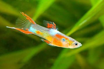 Endler, Poecilia Wingei Snakeskin yellow lazer tale beschikbaar voor biedingen
