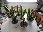 Sanseveria's met sierpot., Huis en Inrichting, Kamerplanten, Ophalen, In pot