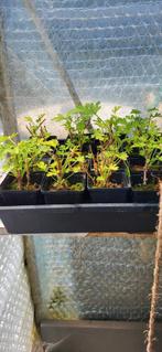 Pelargonium Graveolens/Citroen of Rozengeranium., Enlèvement, Plante fixe