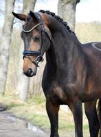 Paard gezocht, Dieren en Toebehoren, Paarden