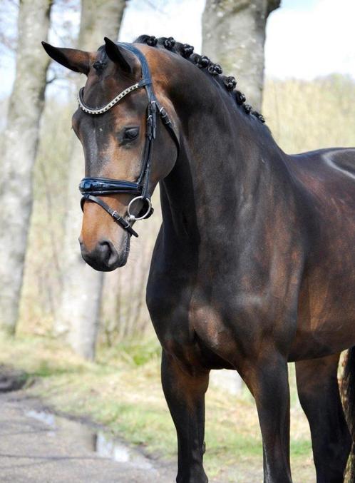 Paard gezocht, Dieren en Toebehoren, Paarden