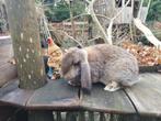 Franse hangoor, Animaux & Accessoires, Lapins