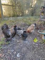 Gratis bevruchte eieren., Dieren en Toebehoren, Kip