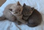 Britse korthaar kittens mogen het nest verlaten, Dieren en Toebehoren