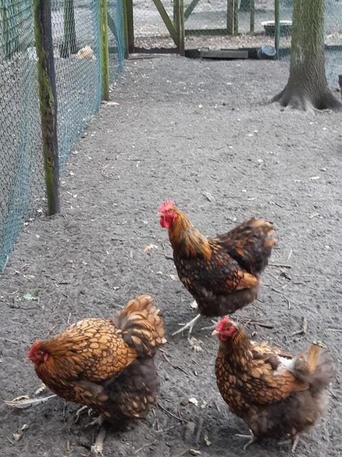 broedeieren grote orpington, Dieren en Toebehoren, Pluimvee, Kip, Geslacht onbekend