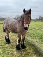 Trekpaard merrie, Dieren en Toebehoren, Merrie