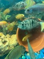 vıssen acara bluwe, Dieren en Toebehoren, Vissen | Aquariumvissen