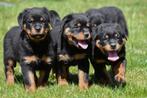 Rottweiler pups te koop - Beide ouders aanwezig, België, CDV (hondenziekte), 8 tot 15 weken, Meerdere