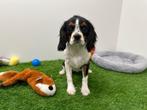 Chiots Cavalier King Charles Spaniel, Parvovirose, Plusieurs, Belgique, Plusieurs animaux