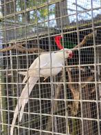 Bewezen koppel halsbandparkieten, Dieren en Toebehoren, Vogels | Parkieten en Papegaaien