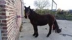 Zeer betrouwbare C pony merrie te koop, Dieren en Toebehoren, Merrie, B, C pony (1.27m tot 1.37m), Gechipt