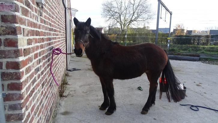 Zeer betrouwbare C leerpony merrie te koop, Dieren en Toebehoren, Pony's, Merrie, B, C pony (1.27m tot 1.37m), Recreatiepony, 11 jaar of ouder