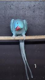 Perruche à collier 120€, Enlèvement