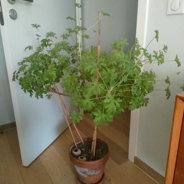 Geranium citronella muggenspray  beschikbaar voor biedingen