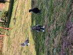 Ik heb hier 3 mooie takla duiven te koop (imparator), Dieren en Toebehoren, Meerdere dieren, Overige soorten