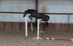 4jarige Uricas x Winningmood, Dieren en Toebehoren, Paarden, Springpaard, Ruin, Zadelmak, Gechipt