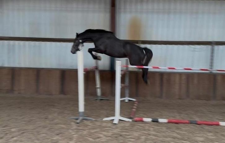 4jarige Uricas x Winningmood, Dieren en Toebehoren, Paarden, Ruin, Zadelmak, 160 tot 165 cm, 3 tot 6 jaar, Springpaard, Met stamboom