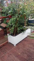 Vuurdoorn+varens tekoop., Halfschaduw, Overige soorten, Lente, 100 tot 250 cm