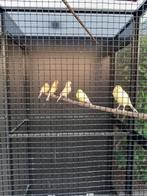 kanaries, Dieren en Toebehoren, Vogels | Kanaries, Geslacht onbekend, Zangkanarie