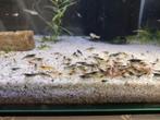 Neocaridina mix van verschillende kleuren, Dieren en Toebehoren, Vissen | Aquariumvissen