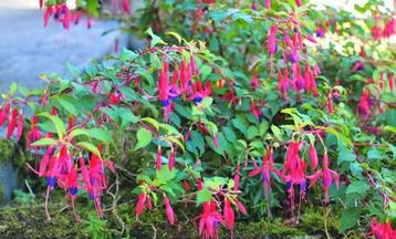 Fuschia vivace