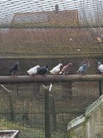 Koters (vleesduiven), Plusieurs animaux