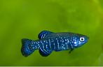 Aphanius Mento jongen ZELDZAAM (Aquarium/vijver), Zoetwatervis