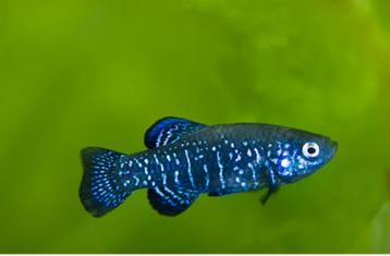 Aphanius Mento jongen ZELDZAAM (Aquarium/vijver), Poisson d'eau douce