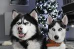 Siberische husky pups, Dieren en Toebehoren, Honden | Poolhonden, Keeshonden en Oertypen, België, Fokker | Hobbymatig, 8 tot 15 weken