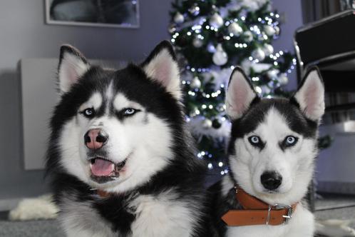 Siberische husky pups, Dieren en Toebehoren, Honden | Poolhonden, Keeshonden en Oertypen, Meerdere dieren, Poolhond, Fokker | Hobbymatig