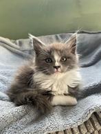 Maine Coon met stamboom, Dieren en Toebehoren, Meerdere dieren, Gechipt, 0 tot 2 jaar