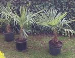 2 palmbomen  Trachycarpus Fortunei, Tuin en Terras, Planten | Tuinplanten, Ophalen