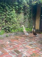 Loopeenden, Dieren en Toebehoren, Eend