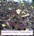 Lysimachia ciliata 'Firecracker', Ophalen, Zomer, Vaste plant, Halfschaduw